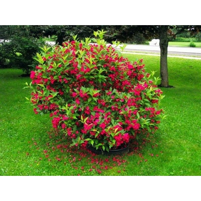 Vajgela Red Prince, výška 20-30 cm, kvetináč 3 l
