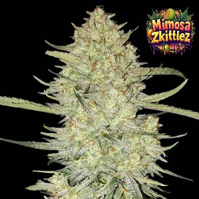 Ganja Farmer Mimosa Zkittlez Auto semienka neobsahujú THC 3 ks