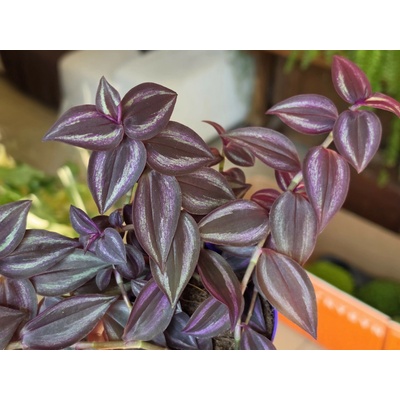 Tradescantia zebrina Purple Passion