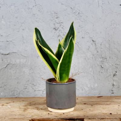 Sansevieria Tchynin jazyk Trifasciata Hahnii Black Gold baby