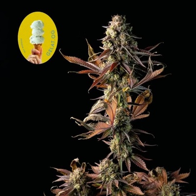 SEEDSMAN Gelat.OG semienka neobsahujú THC 10 ks