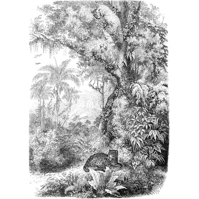Esta Home 158945 Vliesová čiernobiela fototapeta leopard v džungli Paradise rozmery 200x279cm