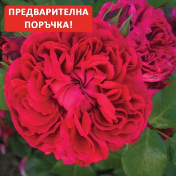 Meilland® Роза Red Leonardo da Vinci®