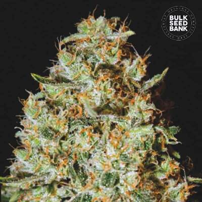 Bulk Seed Bank Nepal Gold semena neobsahují THC 10 ks