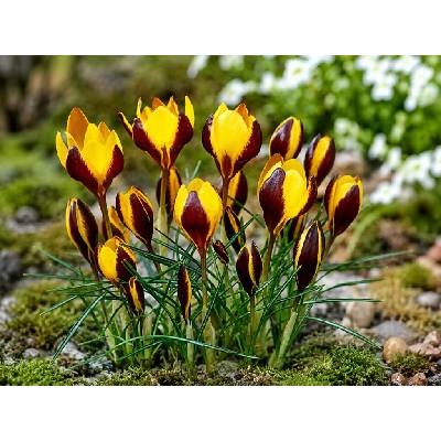 Krokus 'Queen Bee' 10 ks
