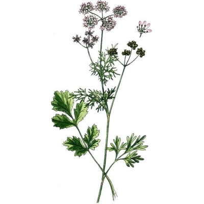 Milota Koriandr plod 100 g