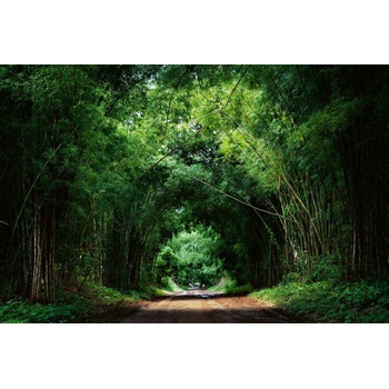 DIMEX ART s. r. o Флизелинов фототапет бамбуков път 375 x 250 см