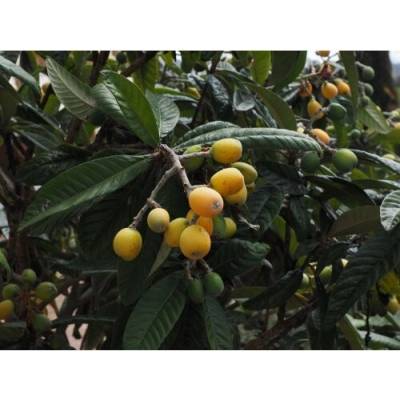 Mišpuľa japonská (Eriobotrya japonica) ´NOTTINGHAM´ - výška 80-110 cm, kont. C5L (-29°C) - NA KMIENKU