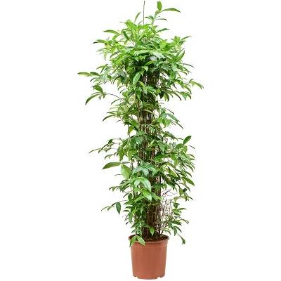 Dracaena surculosa 30x150 cm