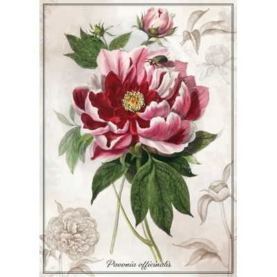 Interdruk - Puzzle Botanic Peony - 1 000 piese