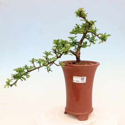 e-bonsai Venkovní bonsai - Pyracantha teton - Hlohyně šarlatová