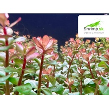 Rotala Blood red