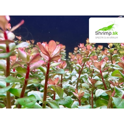 Rotala Blood red