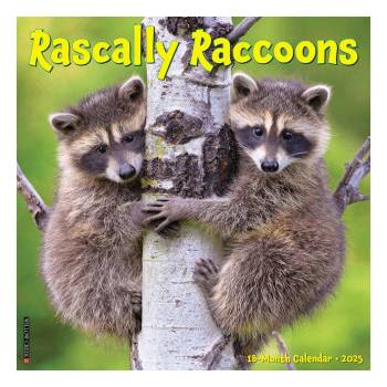 Willow Creek Press Calendars Rascally Raccoons 2026 12 X 12 Wall Calendar | Willow Creek Press