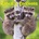 Willow Creek Press Calendars Rascally Raccoons 2026 12 X 12 Wall Calendar | Willow Creek Press
