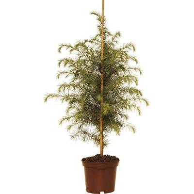 Céder himalájsky FloraSelf Cedrus deodara 40-60 cm kvetináč 5l