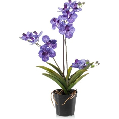 Orchidea modrá, 60cm