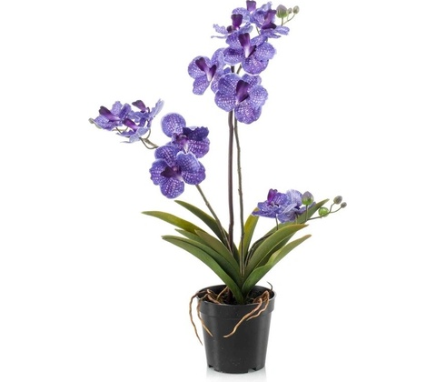 Orchidea modrá, 60cm