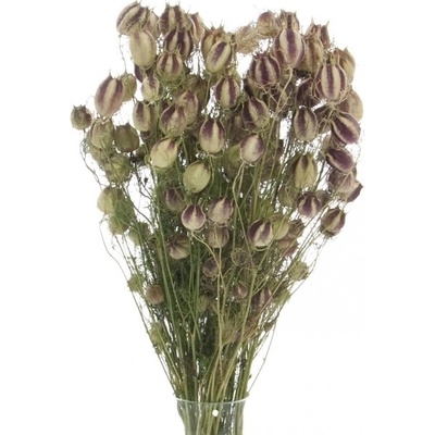 Sušená černucha (Nigella) přírodní svazek 90g-95g