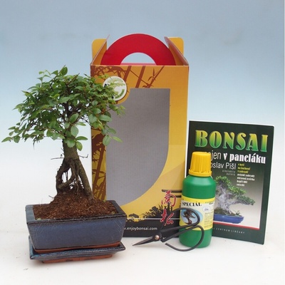 e-bonsai Pokojová bonsai v dárkové krabičce Ulmus parvifolia - Jilm čínský