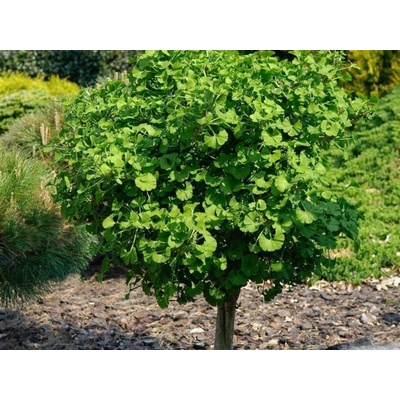Ginko dvojlaločné Mariken na 150-160 cm kmienku, výška 170-180 cm, kvetináč 7,5 l