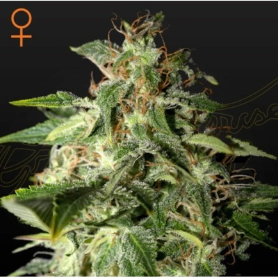 GREEN HOUSE SEEDS Afgooey semena neobsahují THC 5 ks