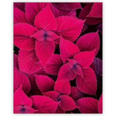 Obraz dřevěný: Leaves, 450x520