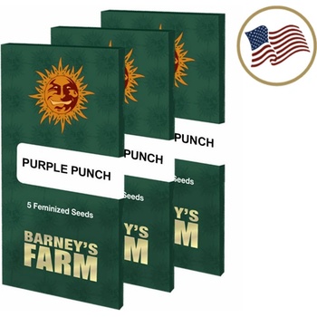Barney's Farm Purple Punch semena neobsahují THC 10 ks