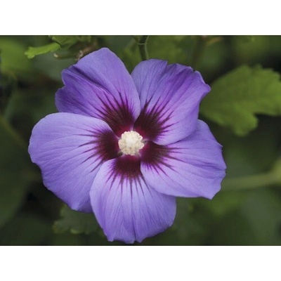 Ibištek sýrsky Hibiscus syriacus 'Marina' výška 40-60 cm kvetináč 3 l