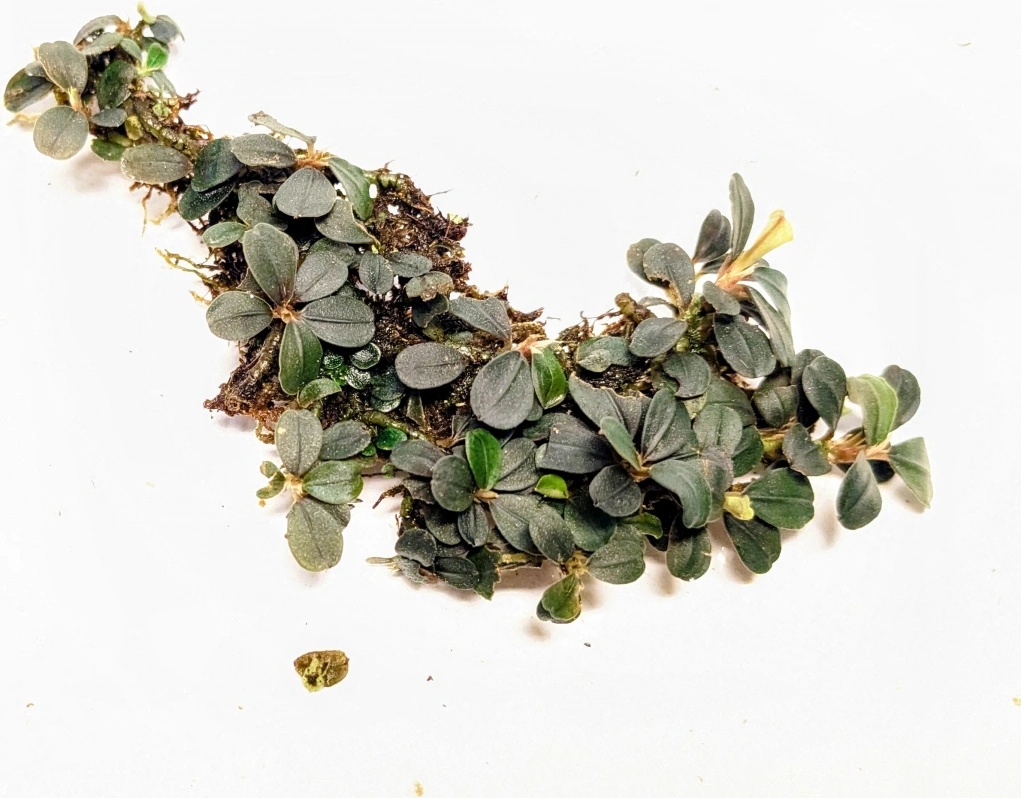 Bucephalandra Kedagang