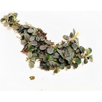 Bucephalandra Kedagang