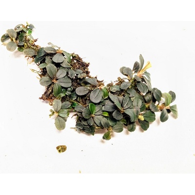 Bucephalandra Kedagang