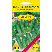 Uhorka nakladačka Holman - Viola F1 hr 2 g