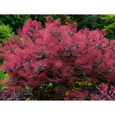 Škumpa vlasatá Magical Red Fountain, výška 20-30 cm , kvetináč 2 l