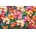 SunsOut - Puzzle Flower Garden - 550 piese