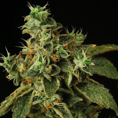 Propaganja Seeds Special Rum Auto semienka neobsahujú THC 5 ks