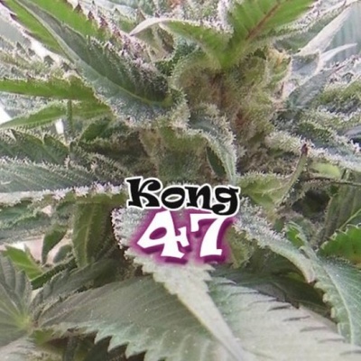 Dr. Underground Kong 47 semena neobsahují THC 4 ks