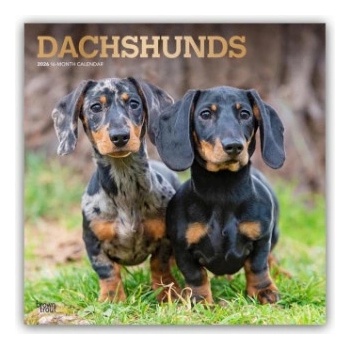 Browntrout Verlags GmbH Dachshunds - Dackel 2026 - 16-Monatskalender