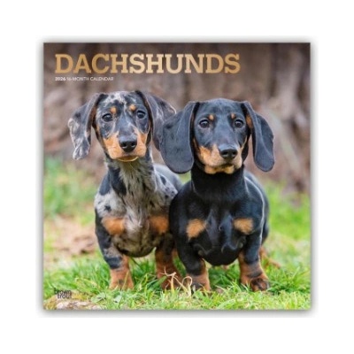 Browntrout Verlags GmbH Dachshunds - Dackel 2026 - 16-Monatskalender | BrownTrout Publishers Inc