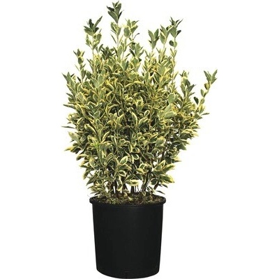 Bršlen japonský FloraSelf Euonymus japonicus 'Bravo' 60-80 cm kvetináč 18 l
