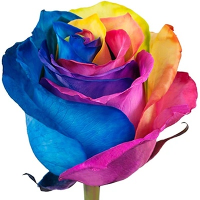 Růže RAINBOW 70cm - DUHOVÁ RŮŽE (XXL) EQ – Zboží Dáma