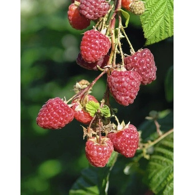 Malina letná BIO FloraSelf Bio Rubus idaeus 'Meeker' výška cca 30 cm kvetináč 2 l