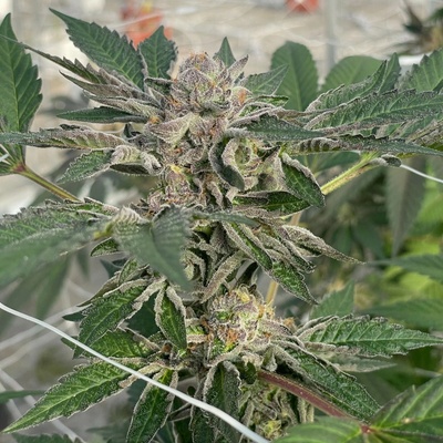 Trilogene Seeds Willys Winery semienka neobsahujú THC 5 ks
