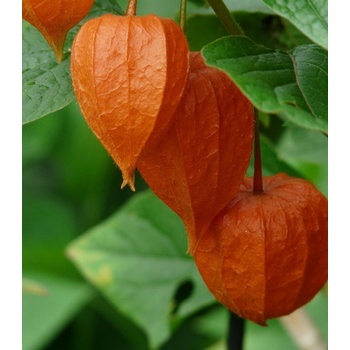 Machovka židovská - Physalis alkekengi - predaj semien - 30 ks