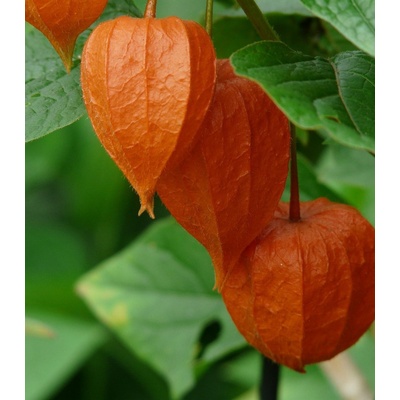 Machovka židovská - Physalis alkekengi - predaj semien - 30 ks