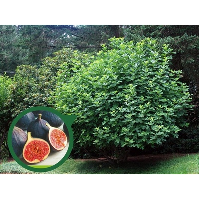 Figovník Black Mission 60-100 cm, kont. 2 l