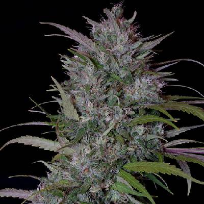 Big Head Seeds Trippy Gorilla Semienka neobsahujú THC 10 ks