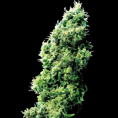 Sensi Seeds Four Way regular semienka neobsahujú THC 10 ks