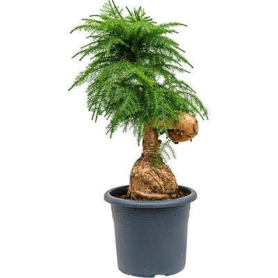 Araucaria cunninghamii bonsai 40x125 cm