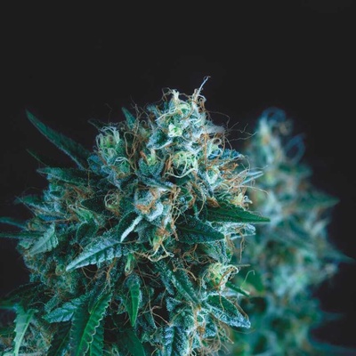 Pyramid Seeds Gorila Fast semienka neobsahujú THC 5 ks
